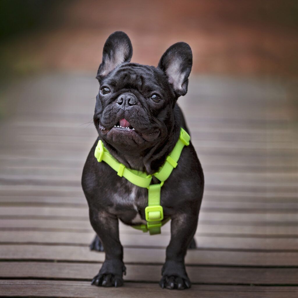 foto de Perro pug negro en fondo de trablas